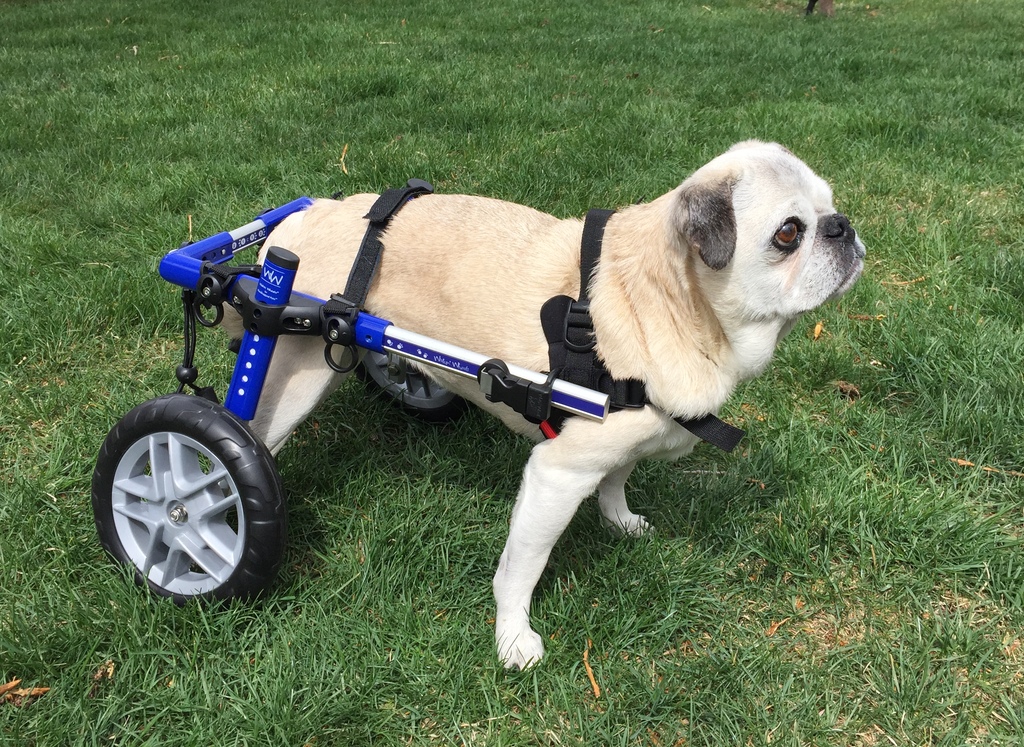 Picture of a pug in a canine wheel chair