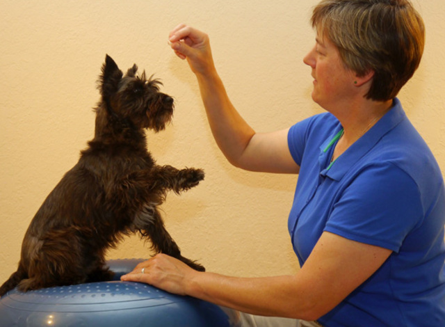 Physical Therapist guiding a dog through a therapeutic exercise